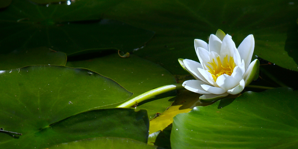 An image entitled Recumbent Water Lily.